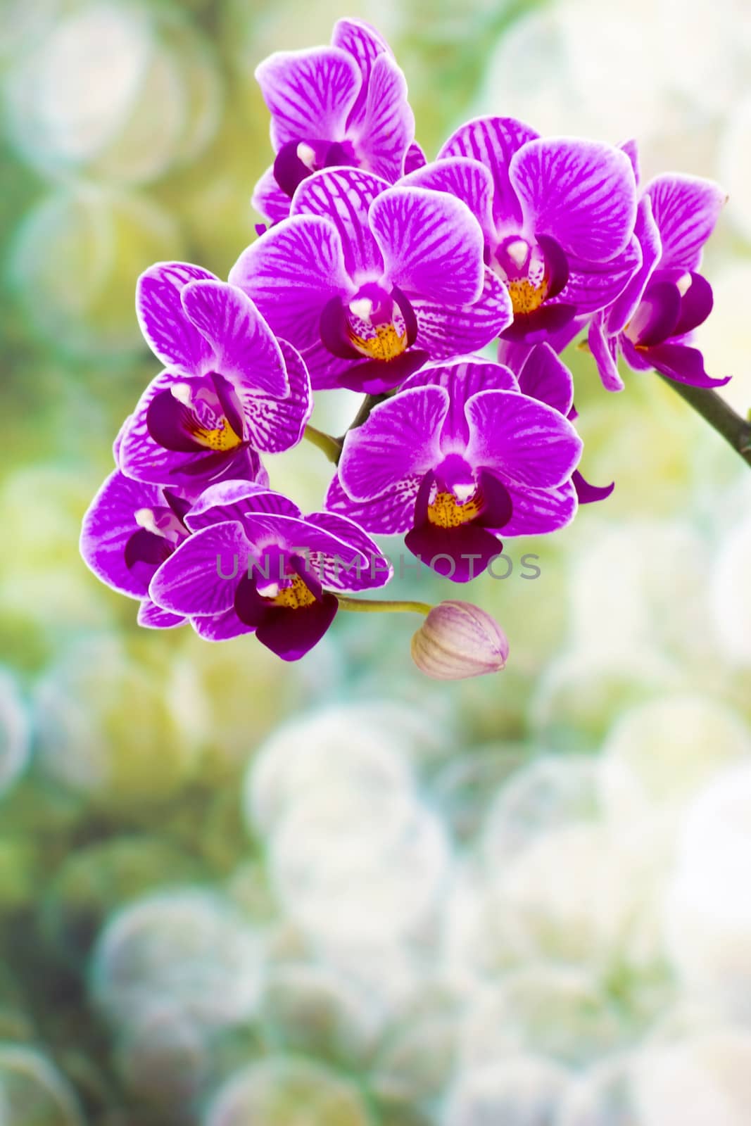 Beautiful pink orchid  - phalaenopsis