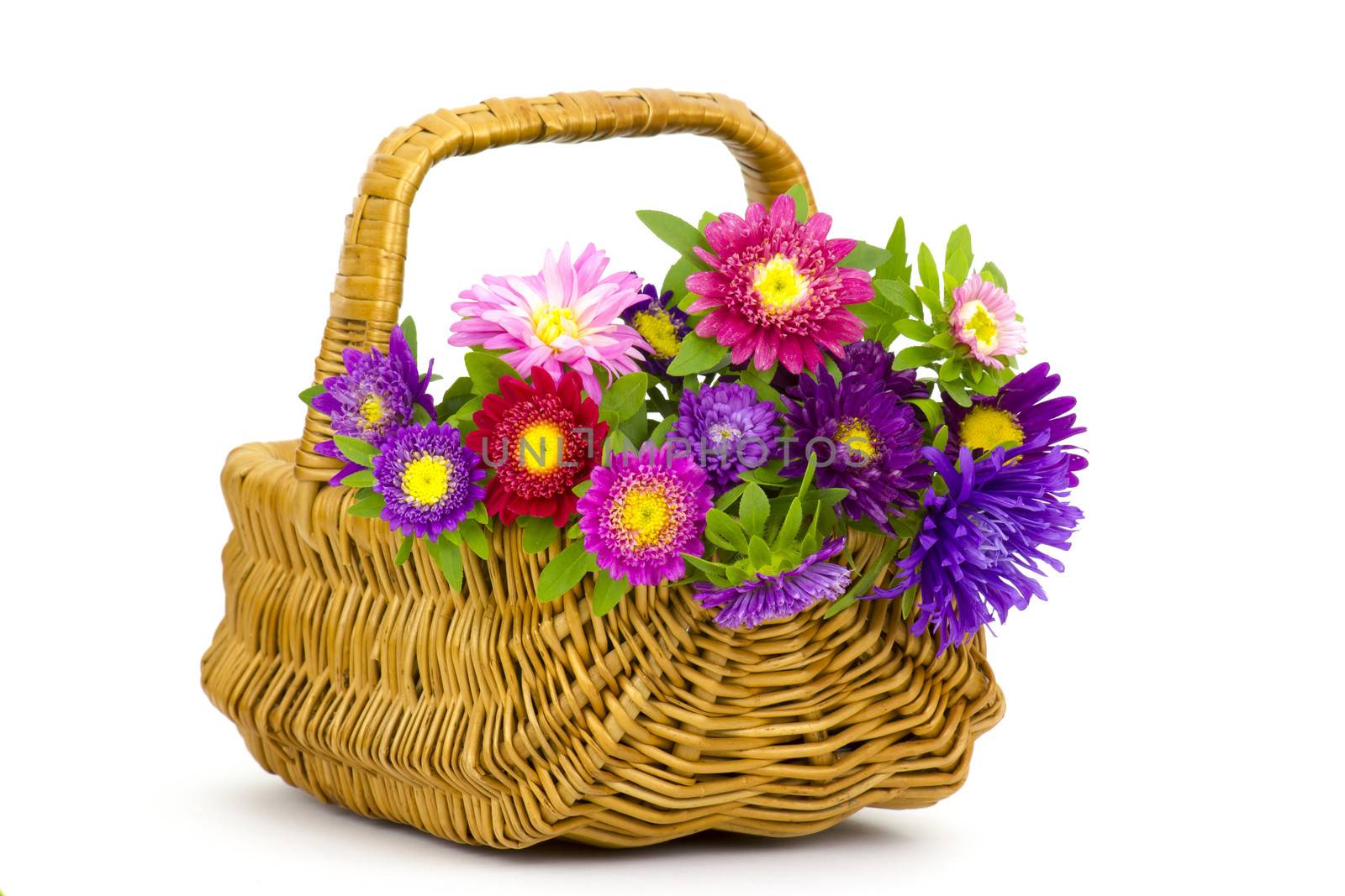 Bouquet of colorful asters flowers in a basket on white background 
