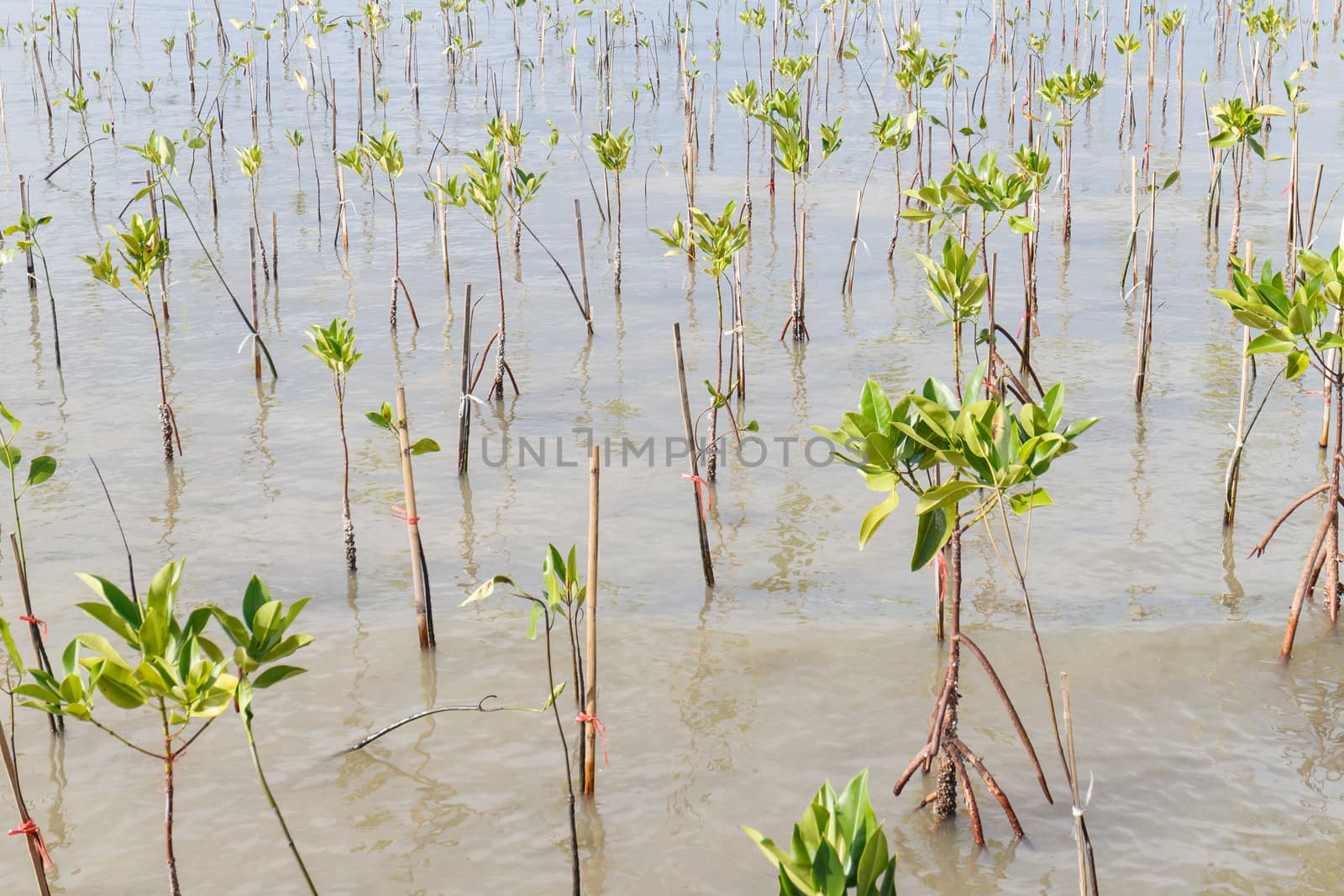 Mangrove tree,Thailand