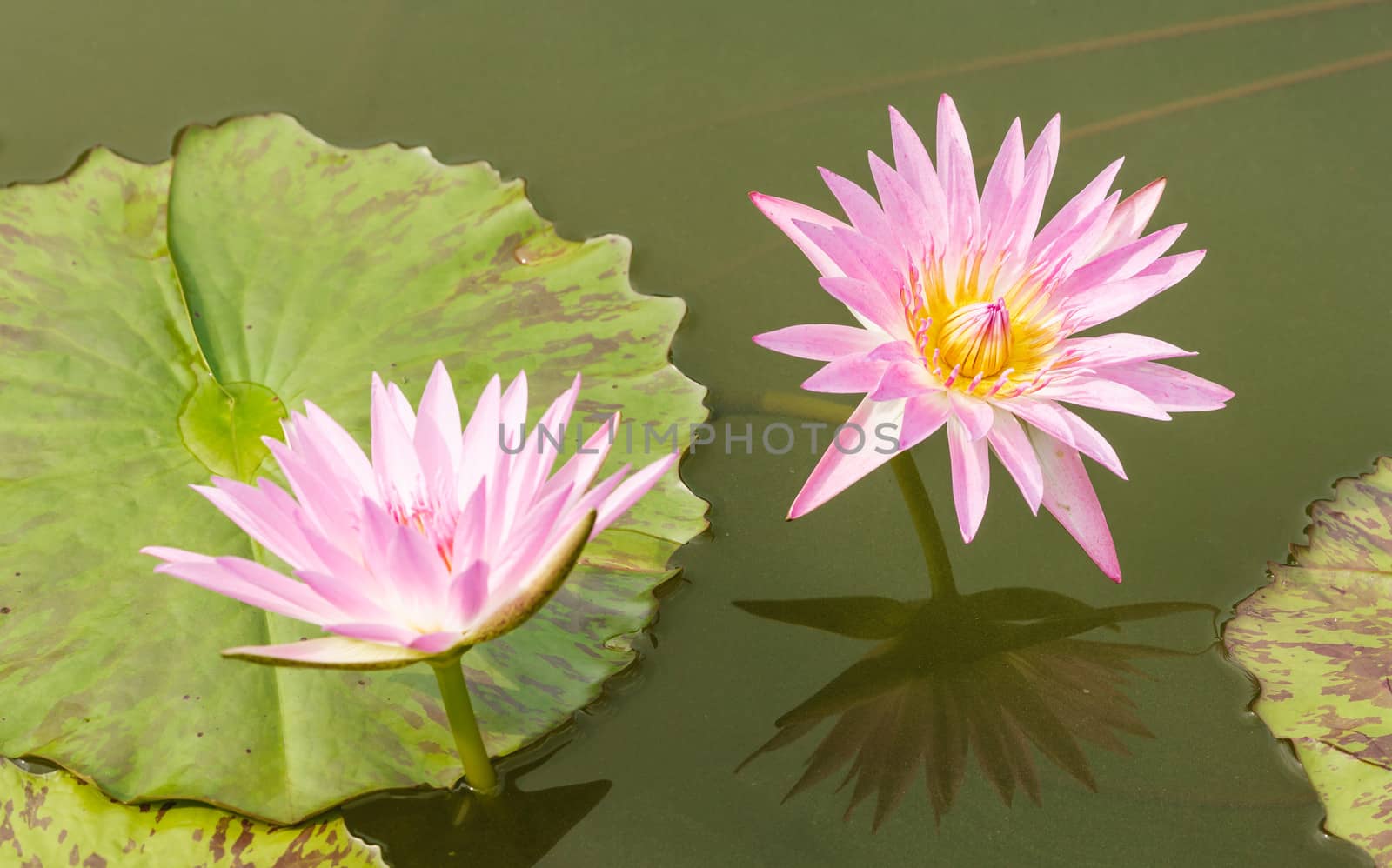 Water Lily blooming on pond