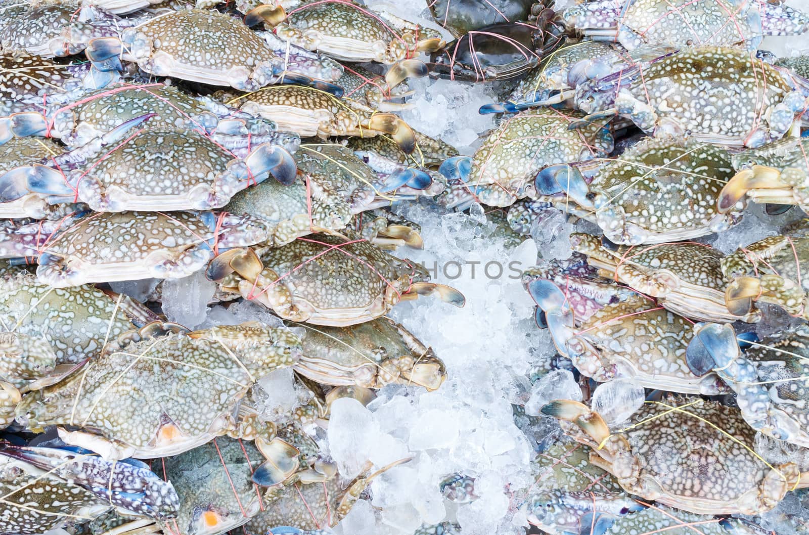 Fresh crab on ice