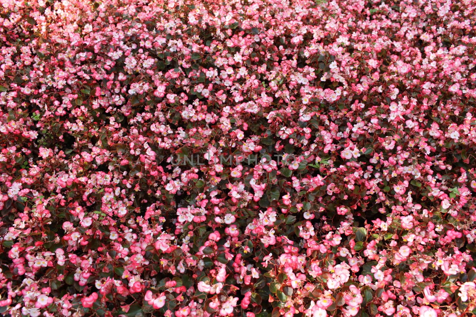 many pink begonia flowers for sale 