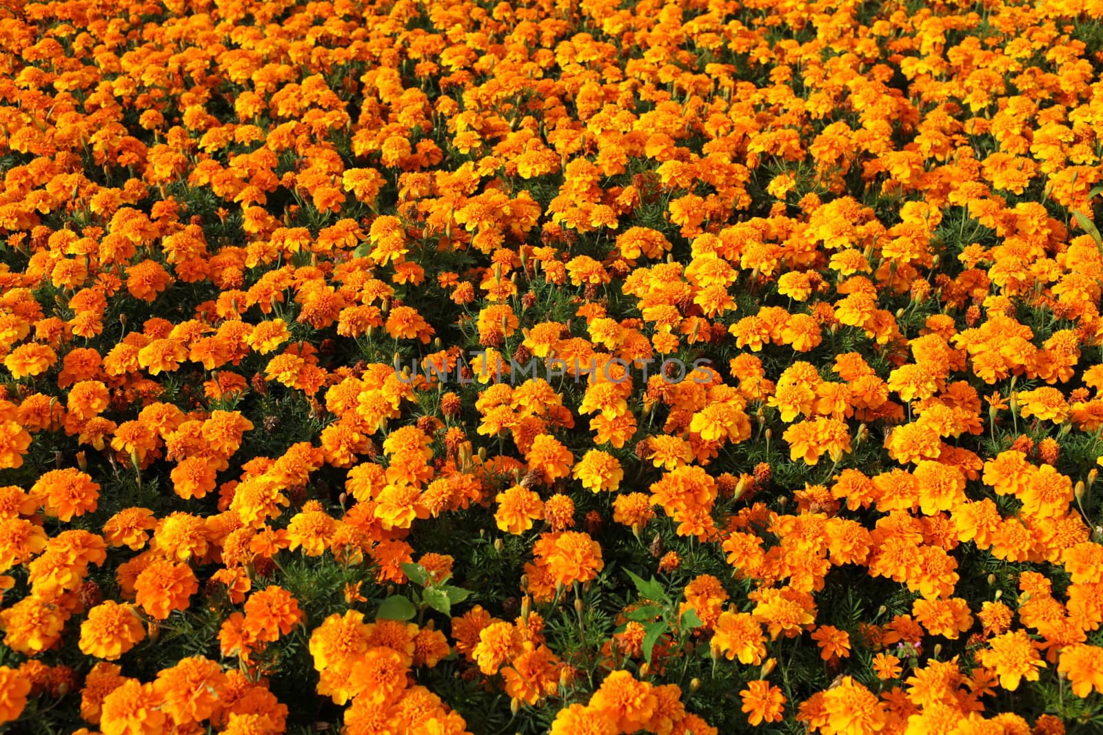 Sunny orange marigolds for sale 