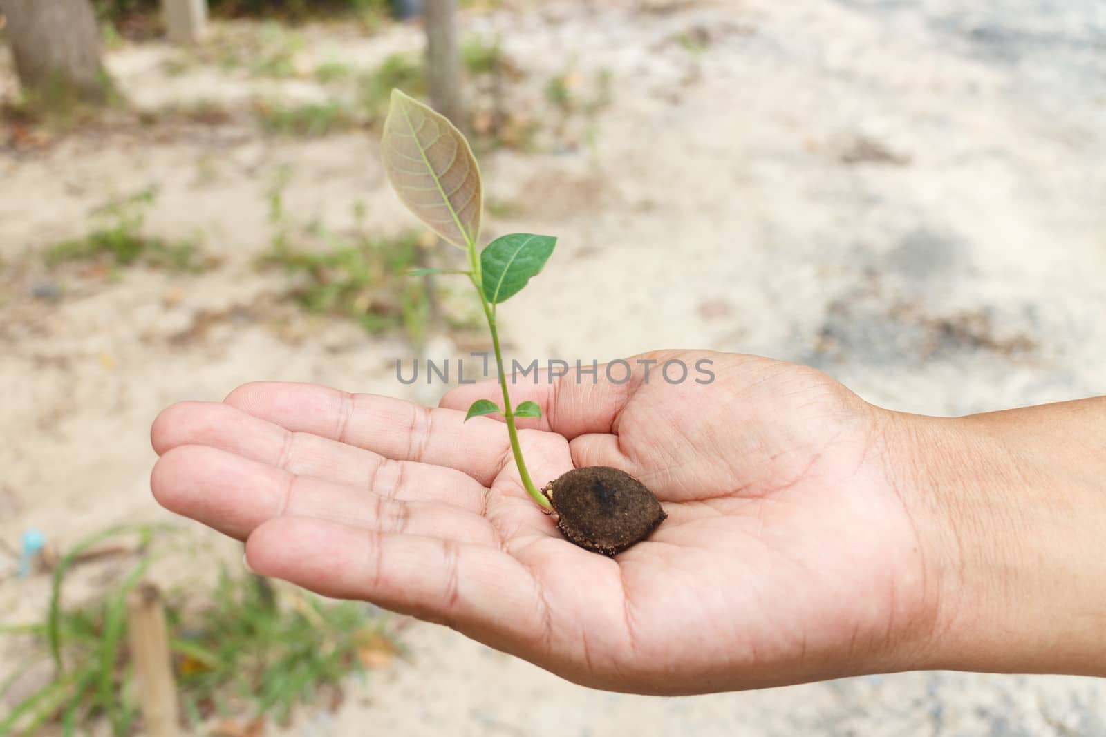 Human hands holding green small plant new life concept