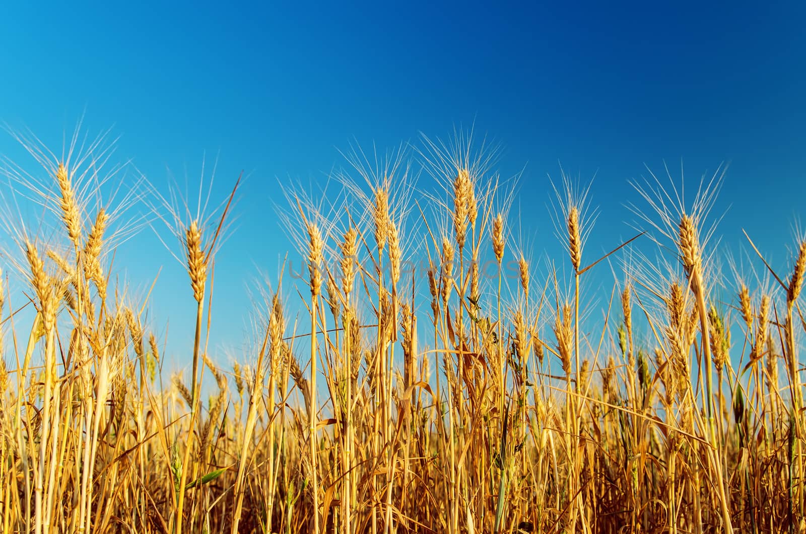 ripe harvest under blue sky