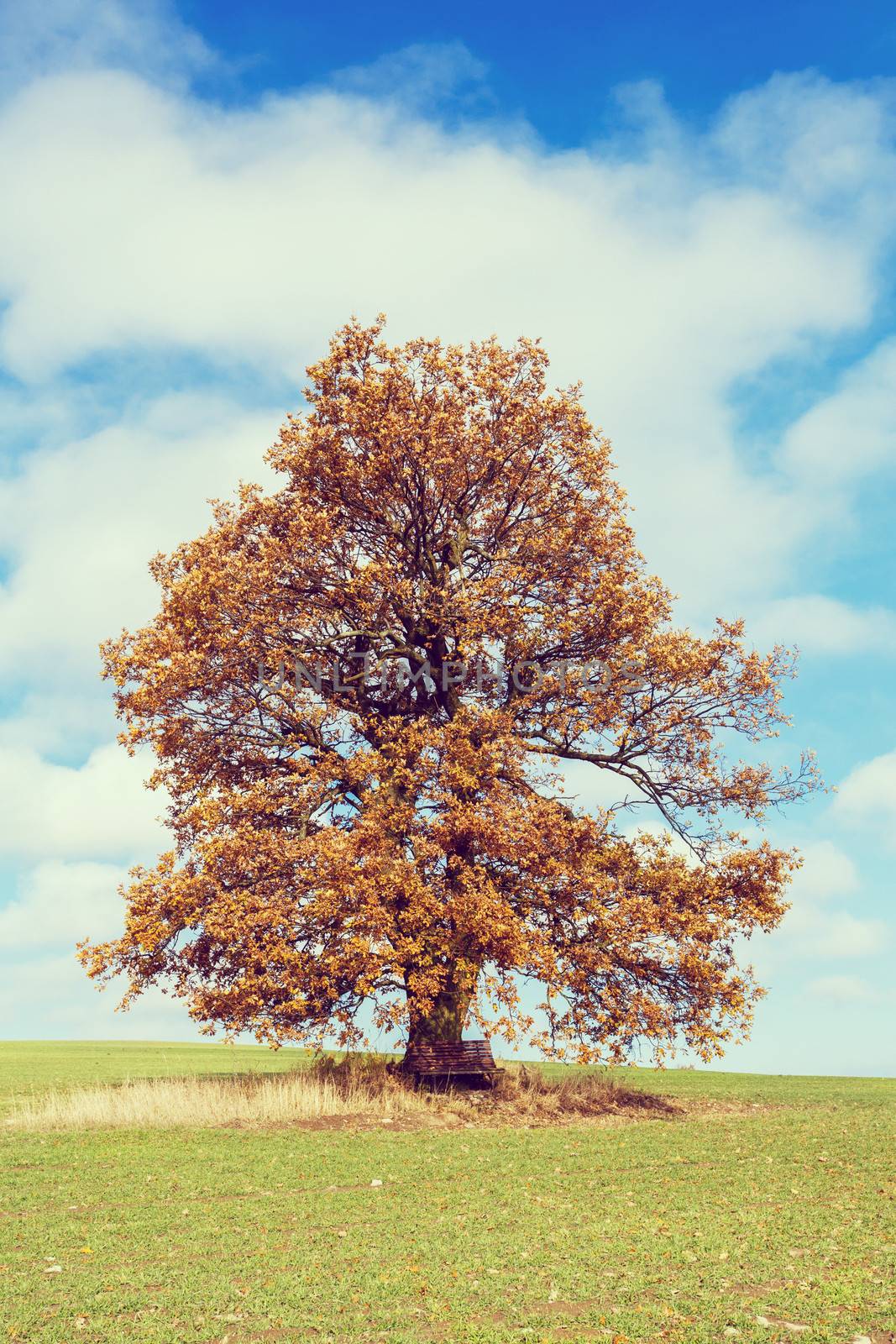 alone orange autumn tree on a green meadow and blue sky with clouds retro color toned