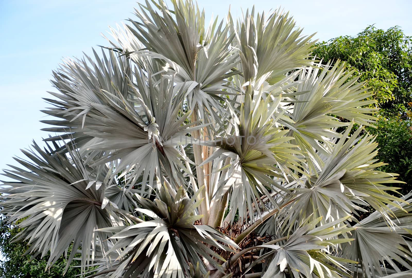 Palm tree leaf in garden
