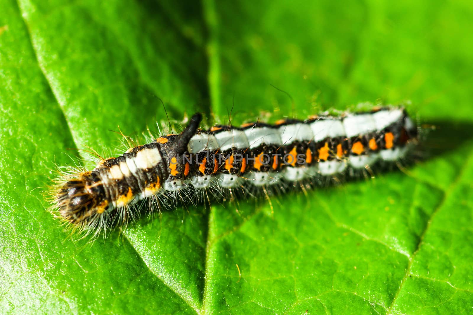 Acronicta Psi caterpillar on a leaf