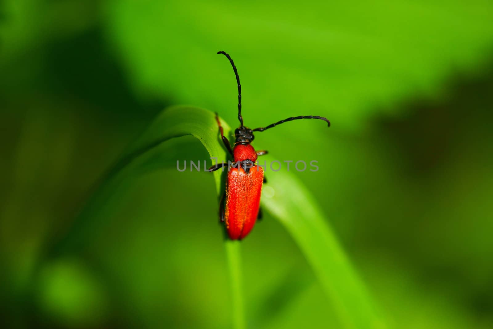 Rhagonycha Fulva beetle sitting on a leaf