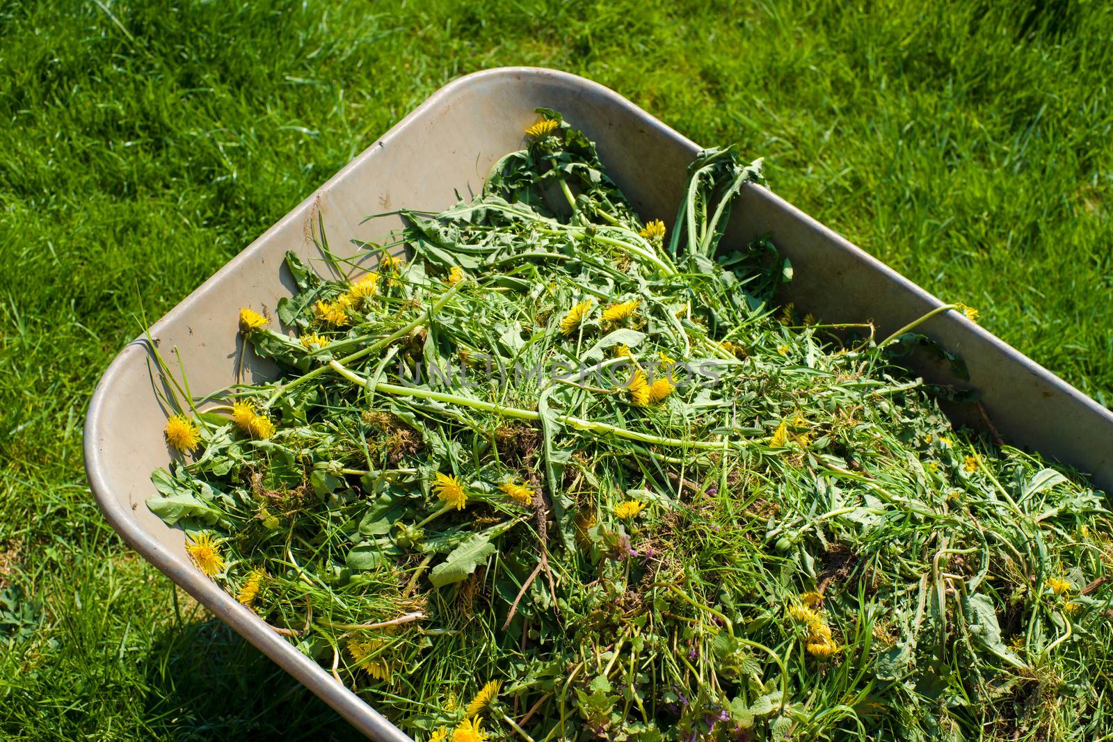 Wheelbarrow filled with weed in garden