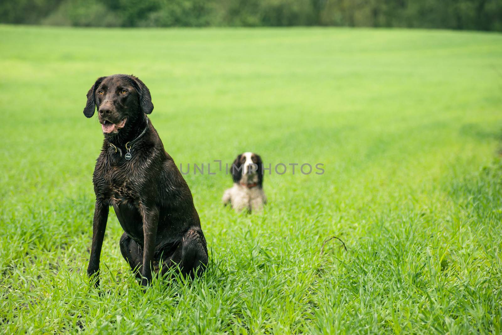 Two hunting dogs on a green field