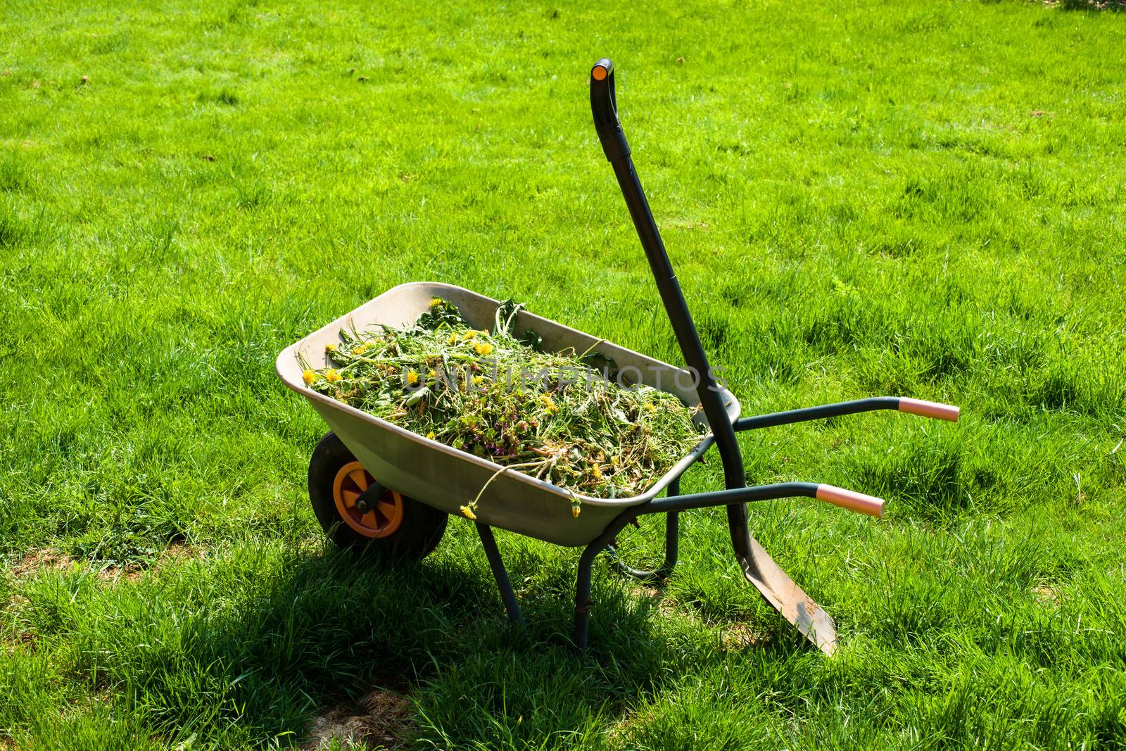 Wheelbarrow filled with weed in garden