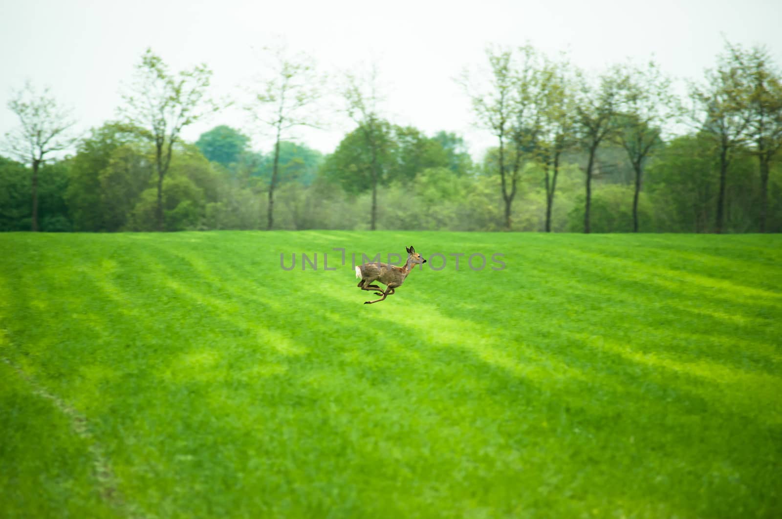 Running deer by Sportactive