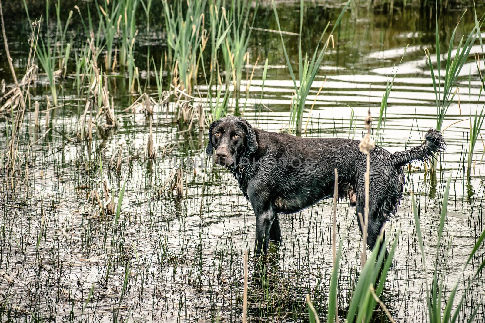 Wet hunting stading in a pond surrounded by reed