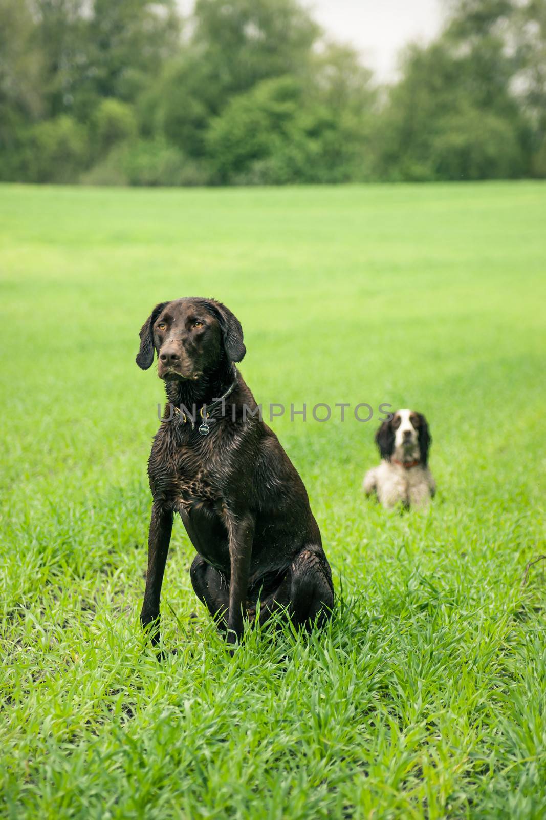 Two hunting dogs on a green field