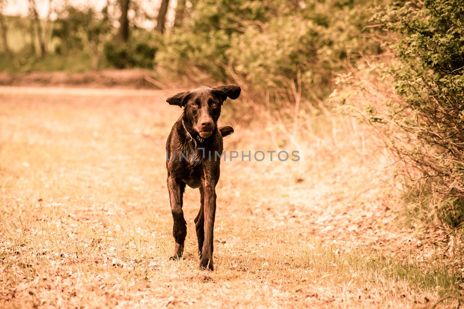 Cute labrador dog running on a meadow
