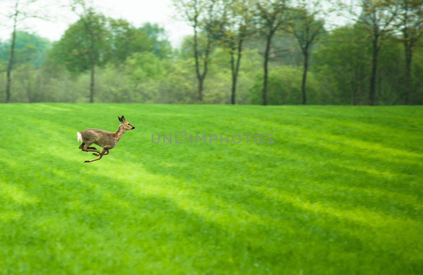 Deer running across a field in daytime