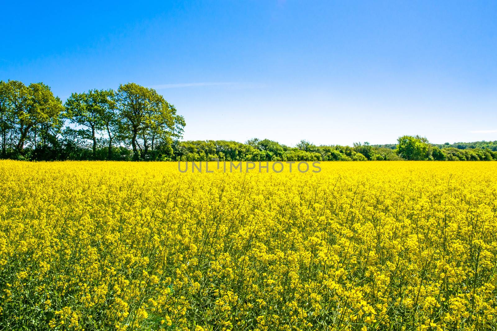 Yellow rapeseed field with trees in the background