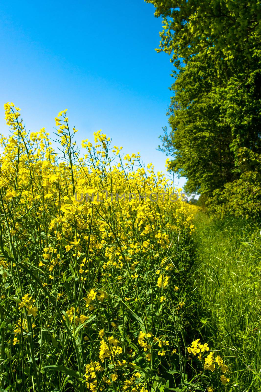 Yellow rapeseed field with trees in the background