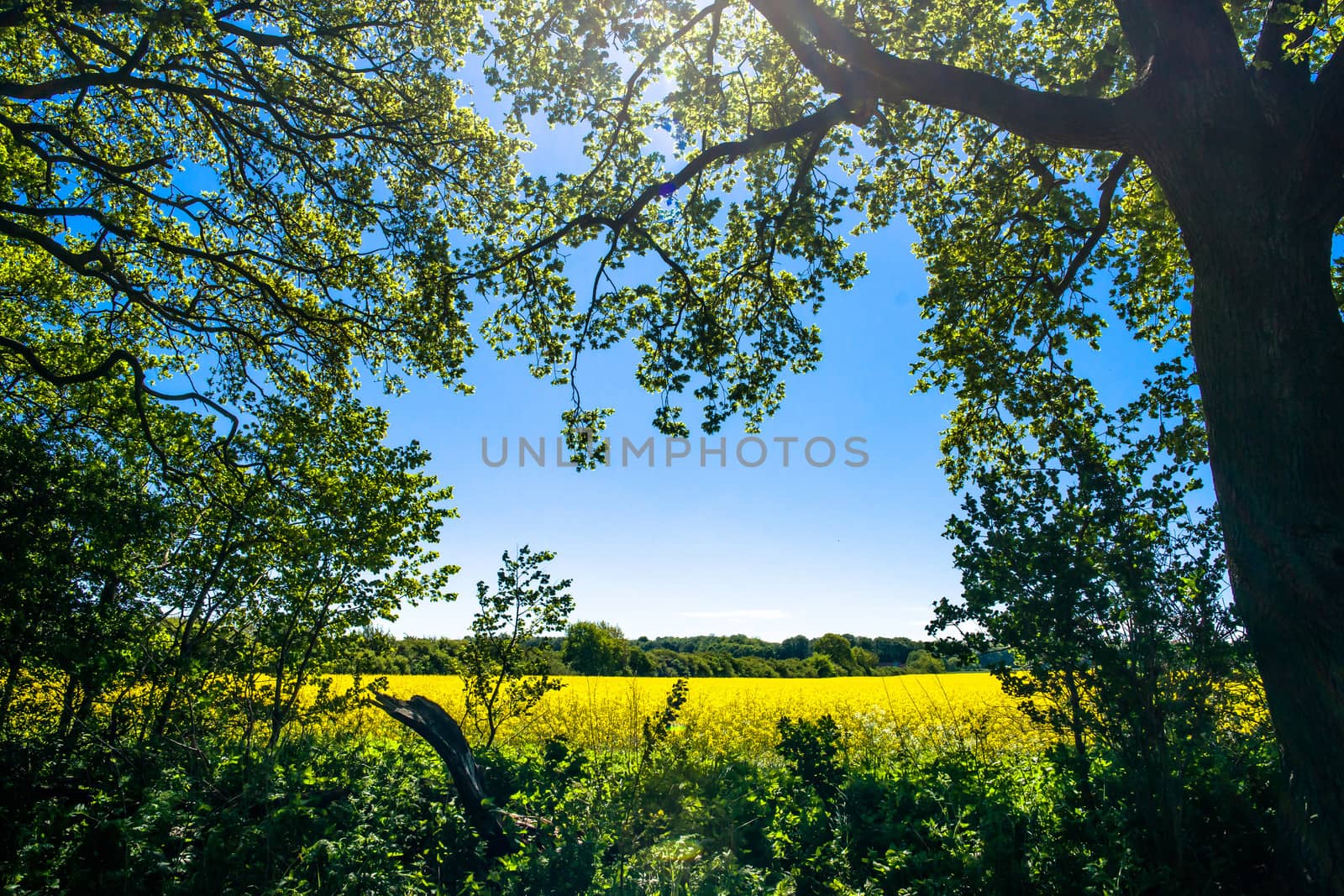 Forest clearing with a rapeseed field in the background