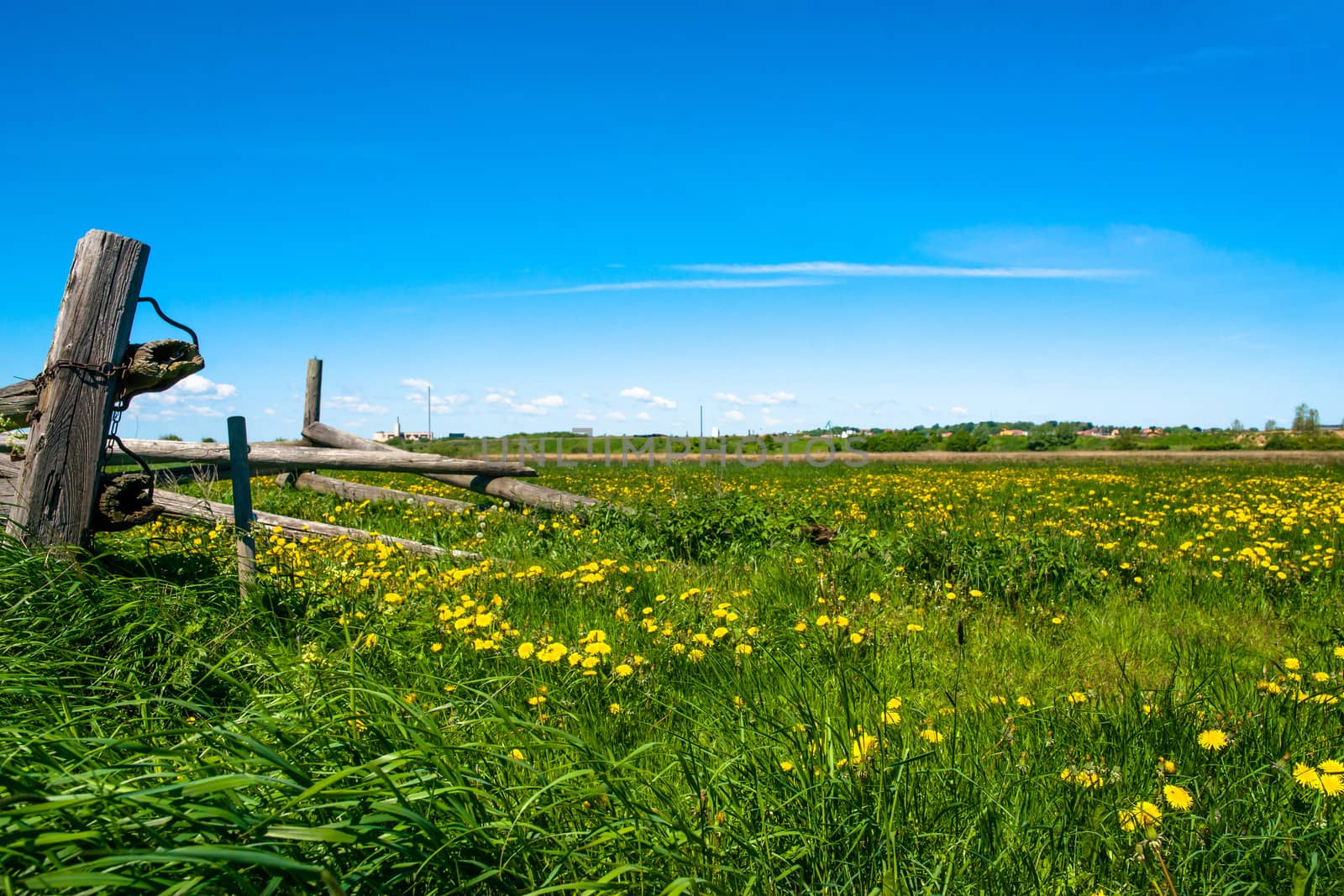 Countryside field with a bunch of dandelions