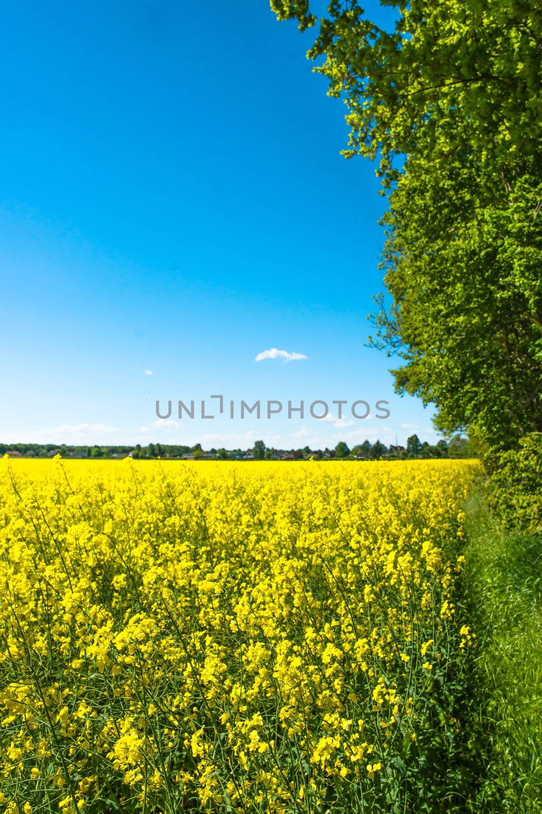 Rapeseed field by Sportactive