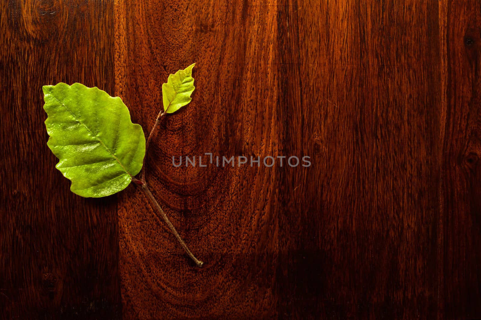 Leaf on wood by Sportactive