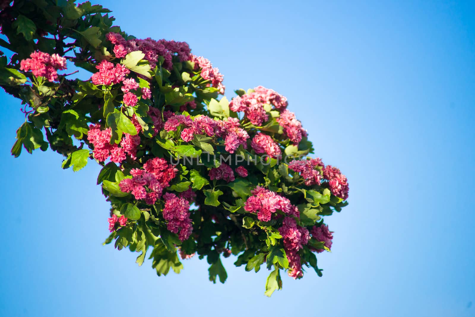 Pink flowers on a branch isolated on blie