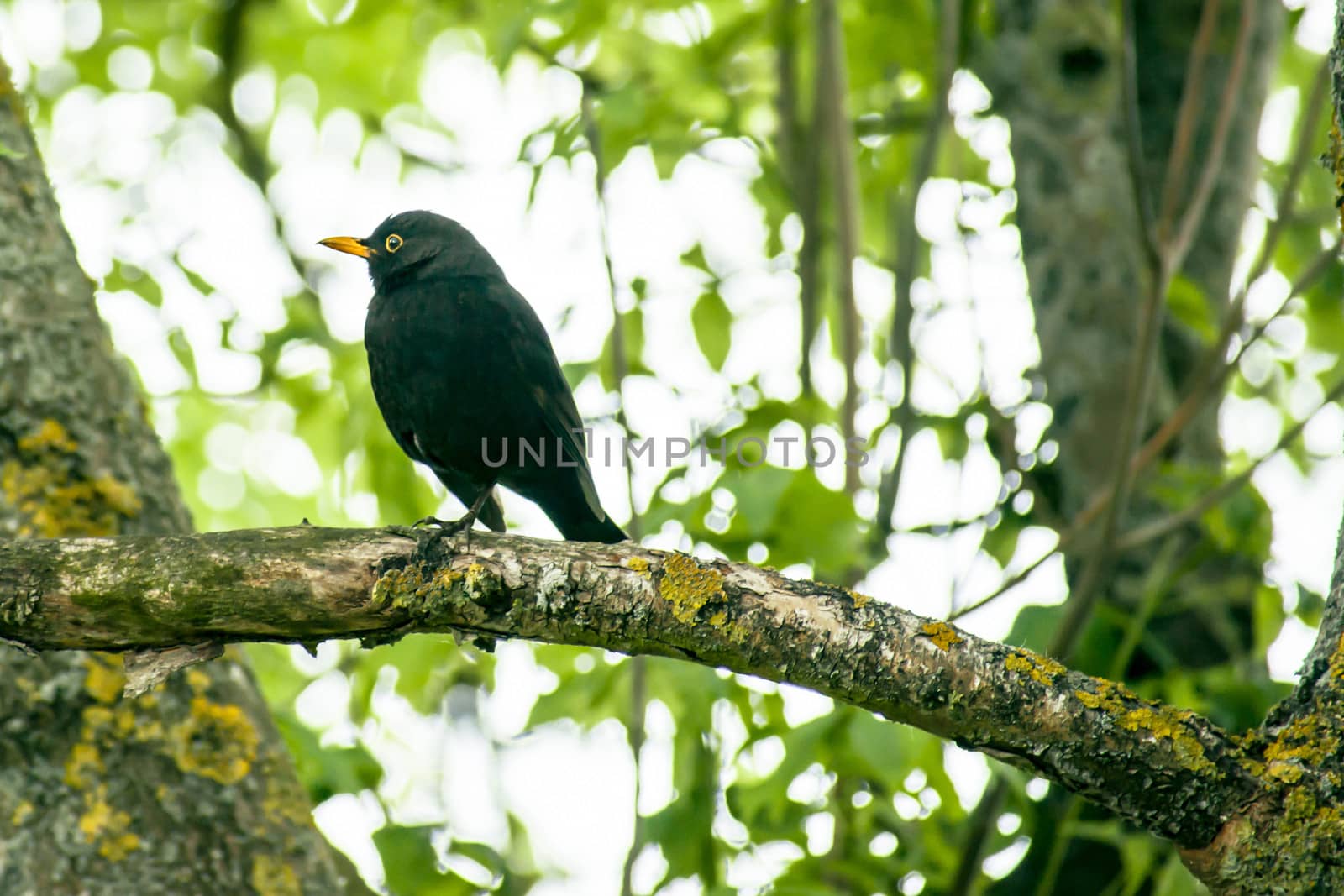 Blackbird in a tree by Sportactive