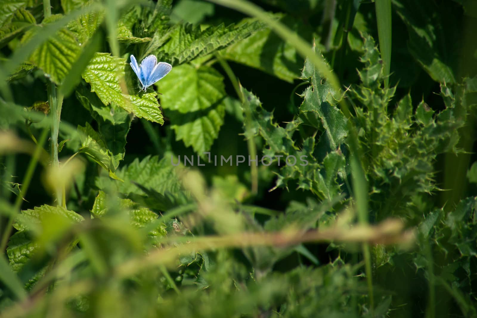 Blue butterfly on a leaf by Sportactive