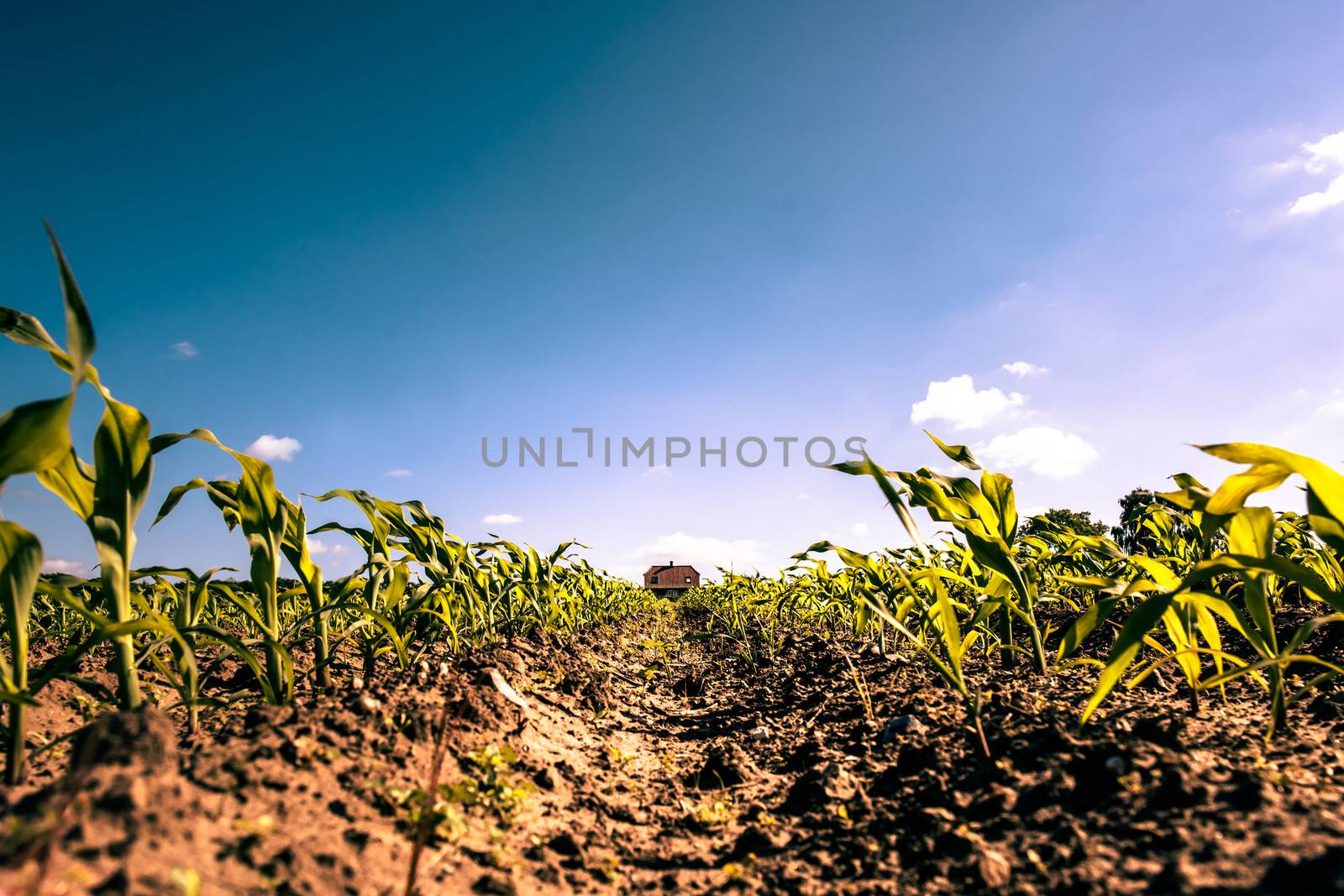 Field crops leading to a farm house