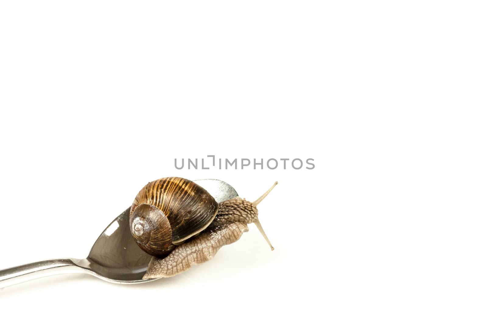 Escargot snail climbing on a spoon