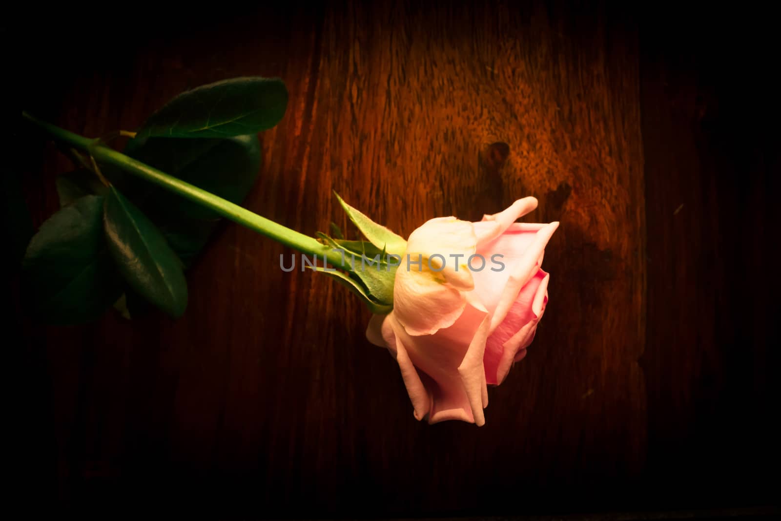 Pink rose on wood background