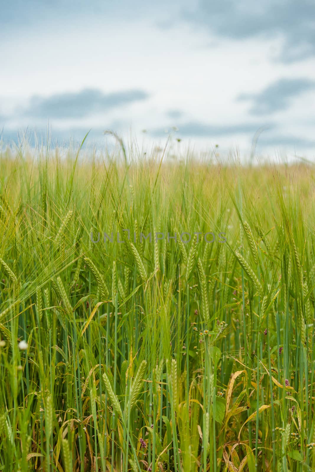Crops on a field by Sportactive