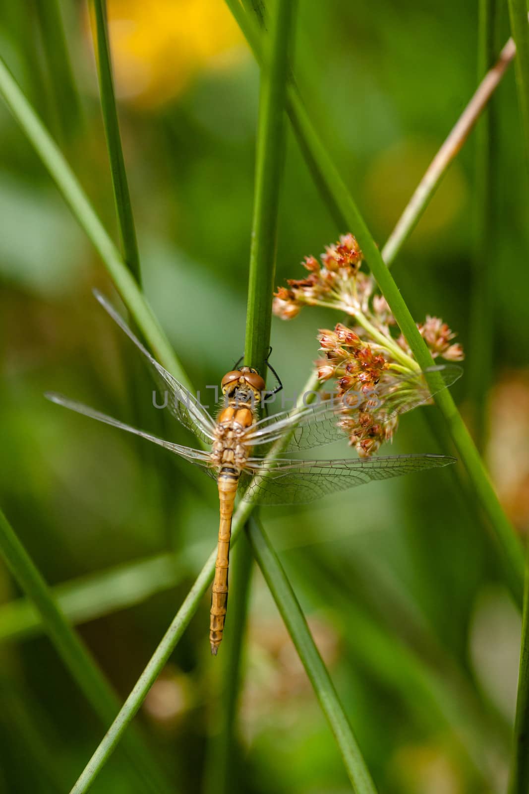 Yellow damselfly sitting on a green leaf