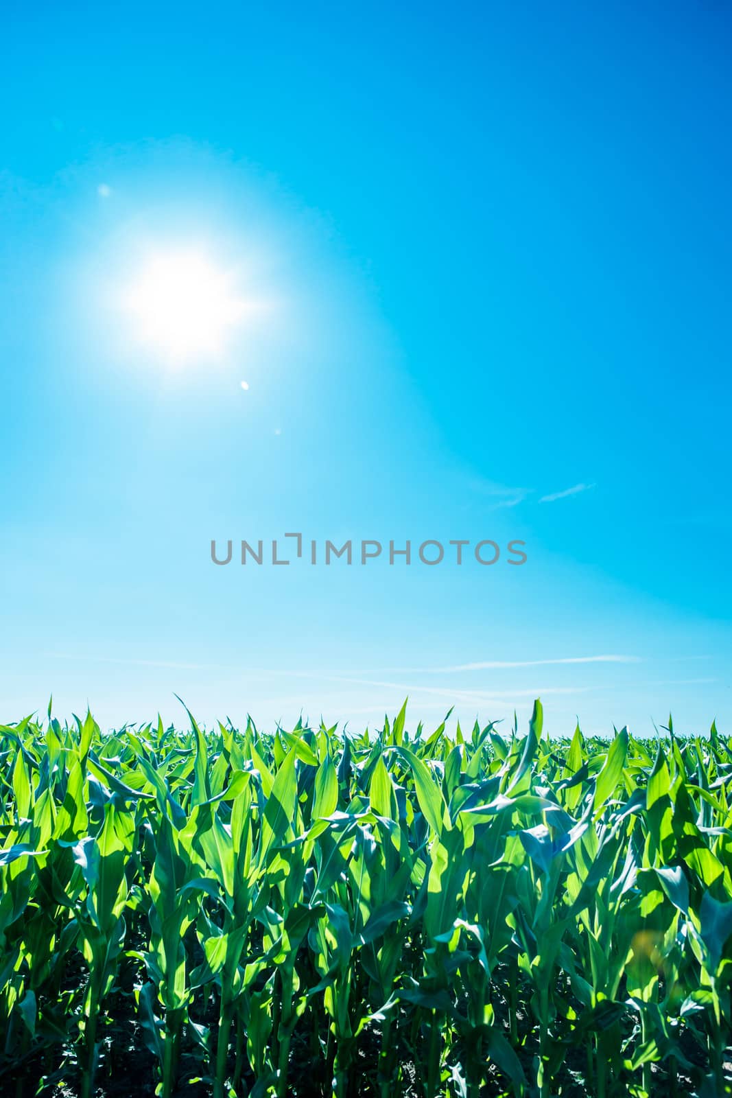 Green cornfield with sunshine and blue sky