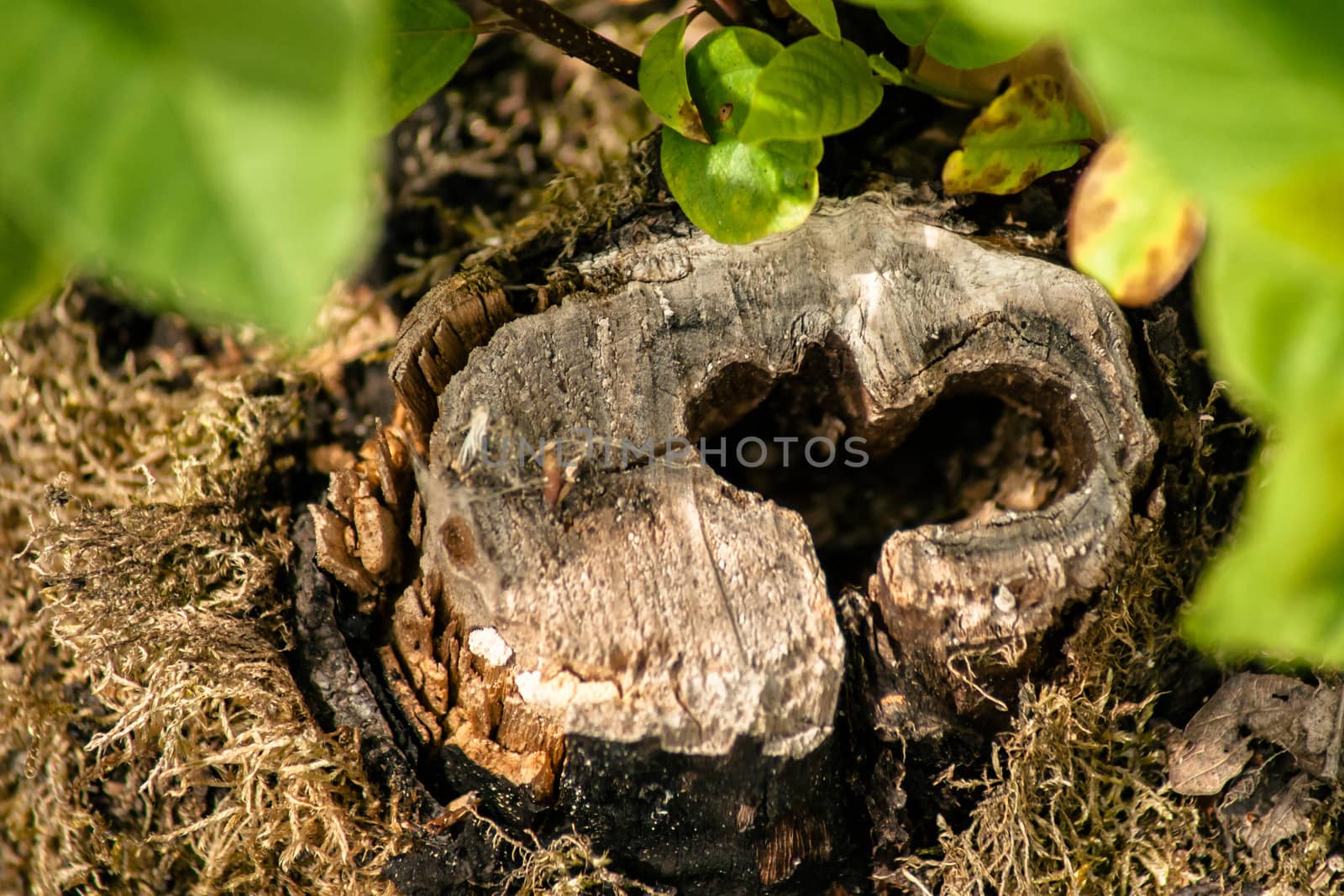 Heart in wood by Sportactive
