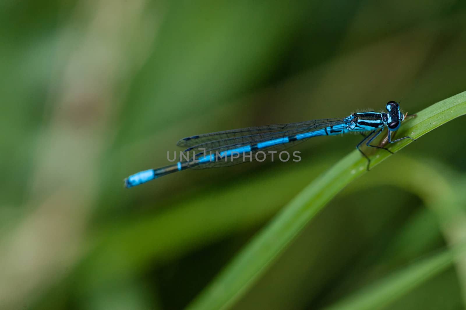 Blue damselfly sitting on a green leaf