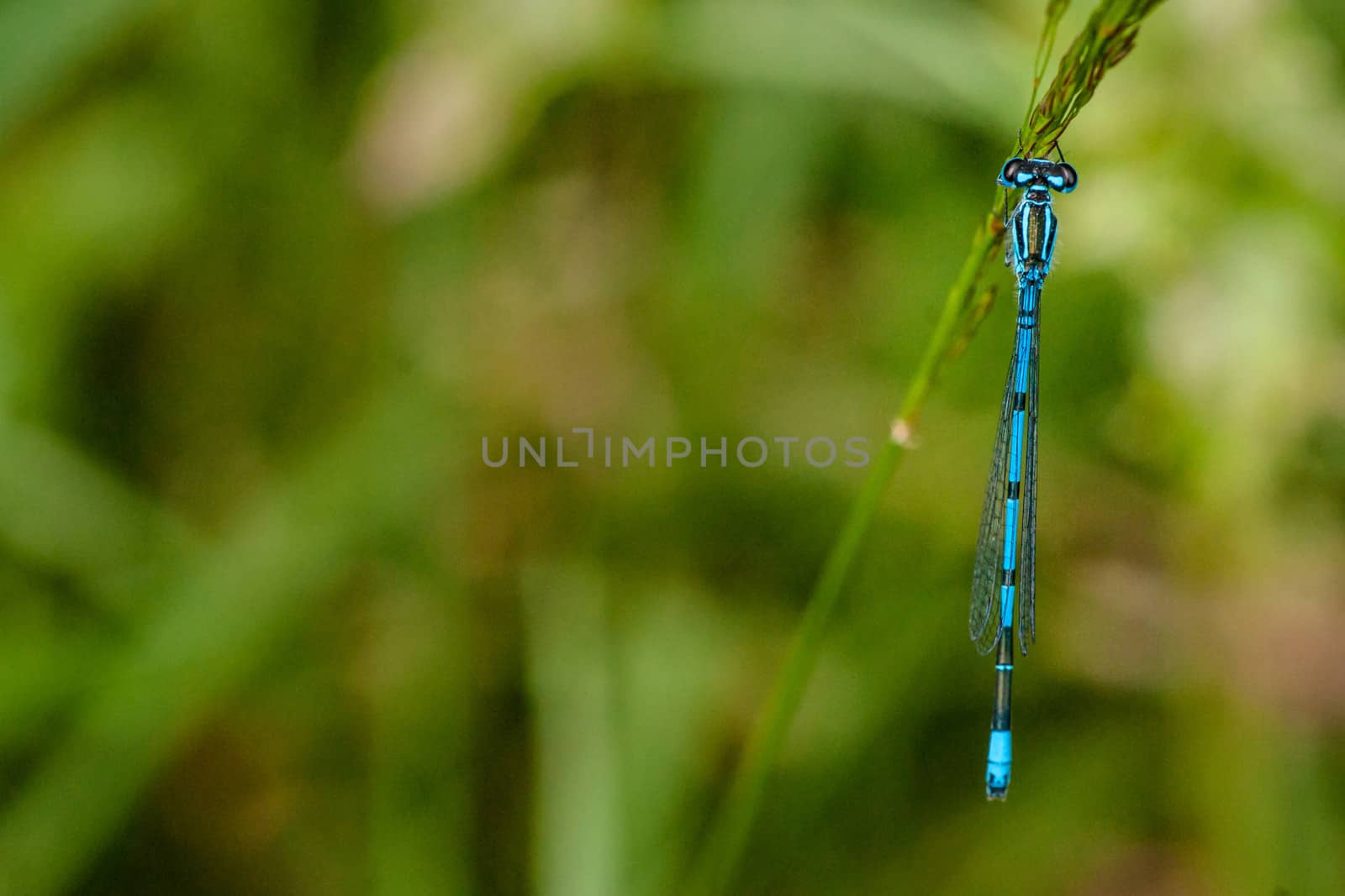 Blue damselfly sitting on a green leaf