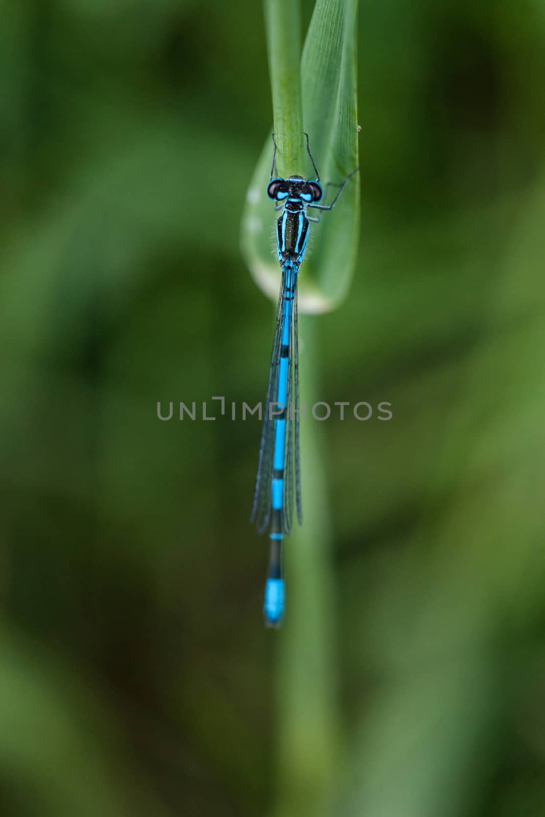 Blue damselfly sitting on a green leaf