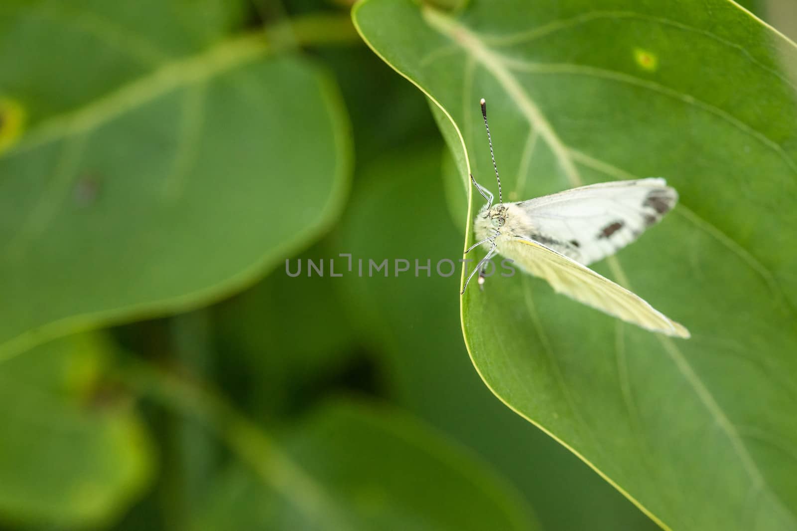 White butterfly by Sportactive