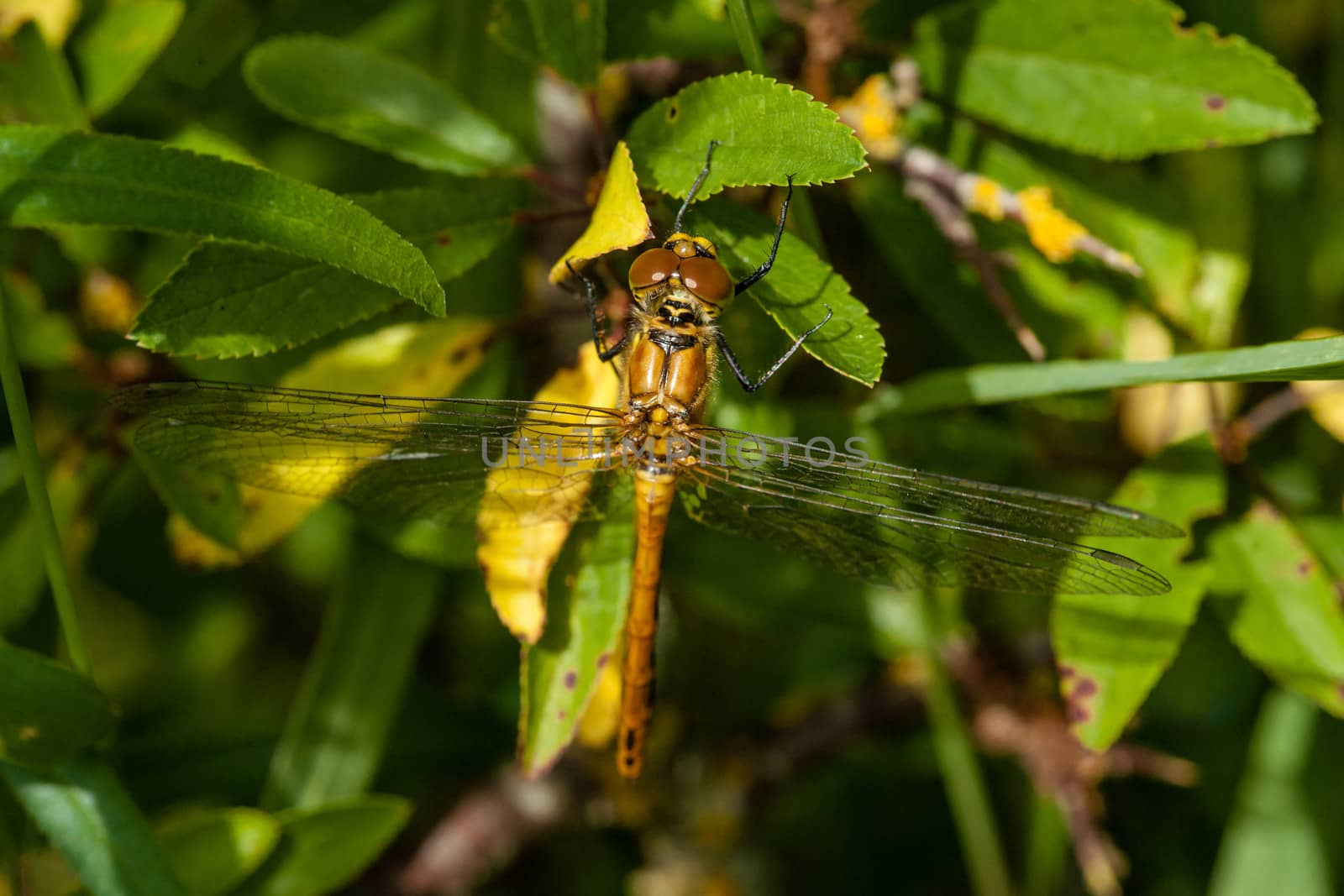 Yellow damselfly by Sportactive