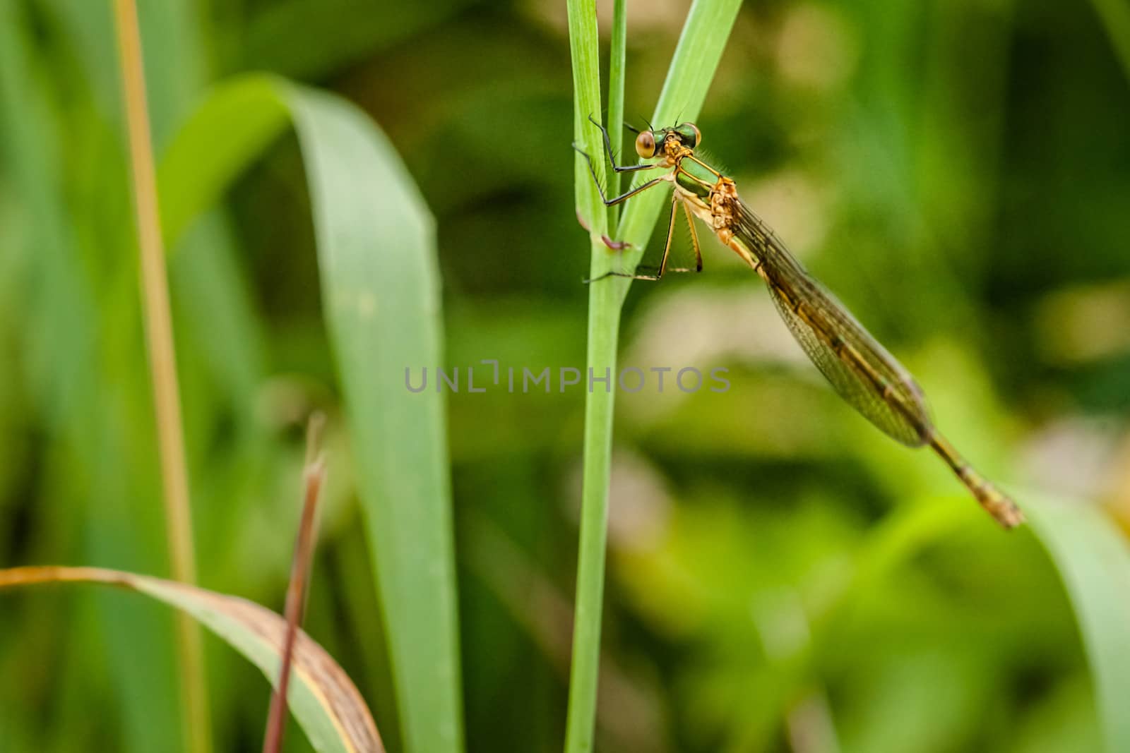 Green damselfly sitting on a green leaf