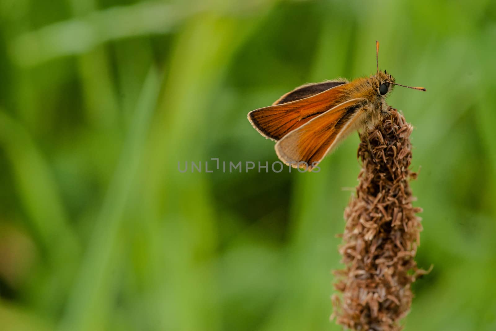 Venata moth relaxing on lake rushes