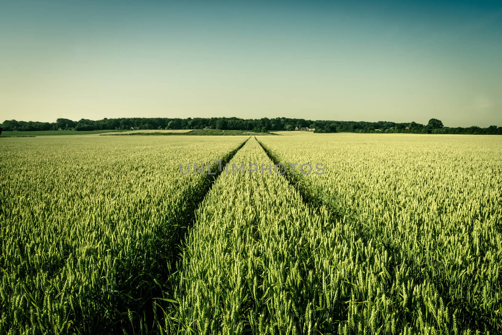 Agriculture field by Sportactive