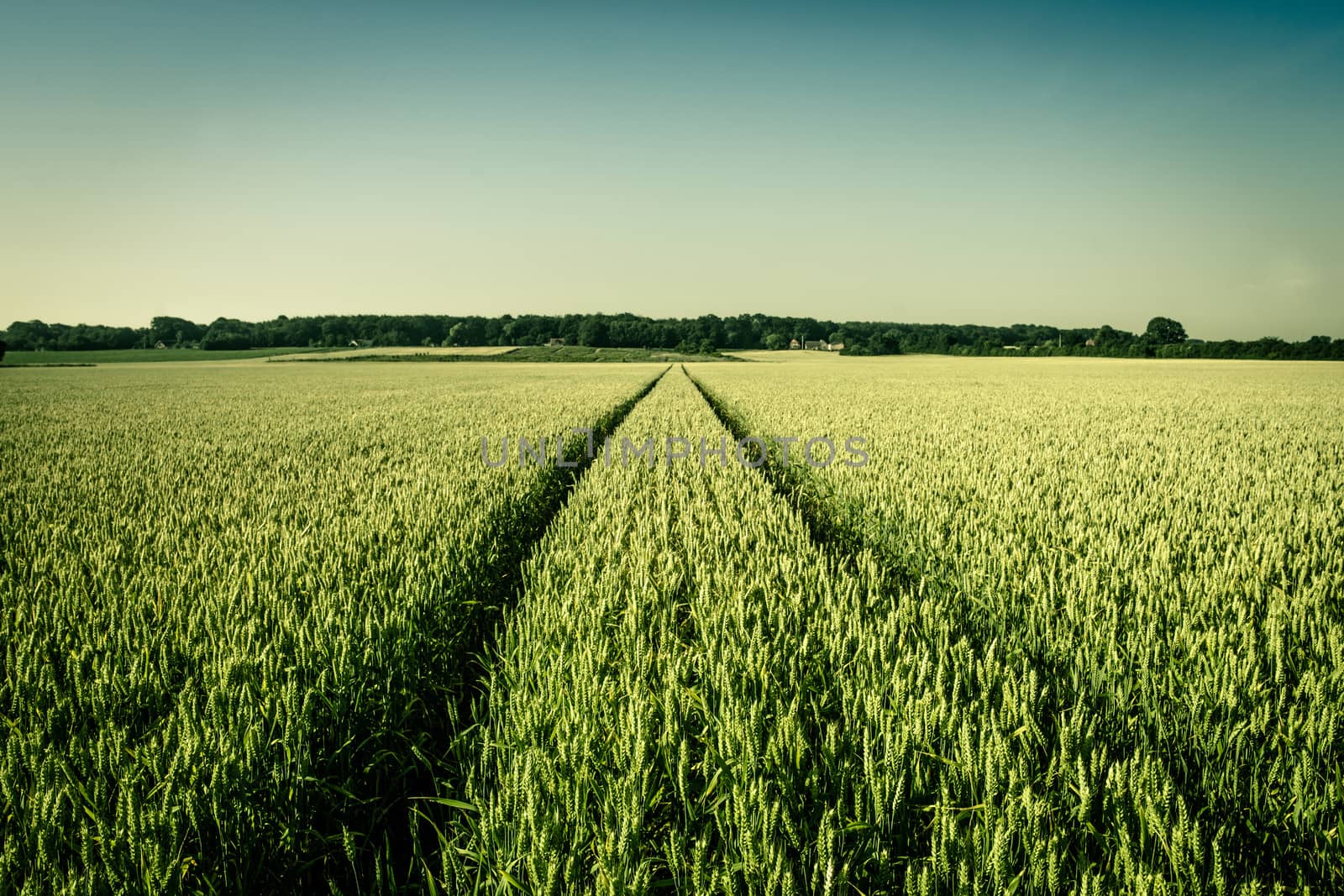 Wheat field in vintage colors