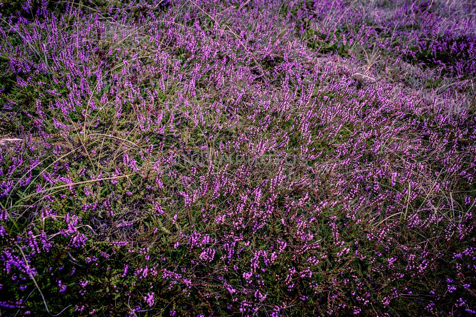 Purple heather by Sportactive
