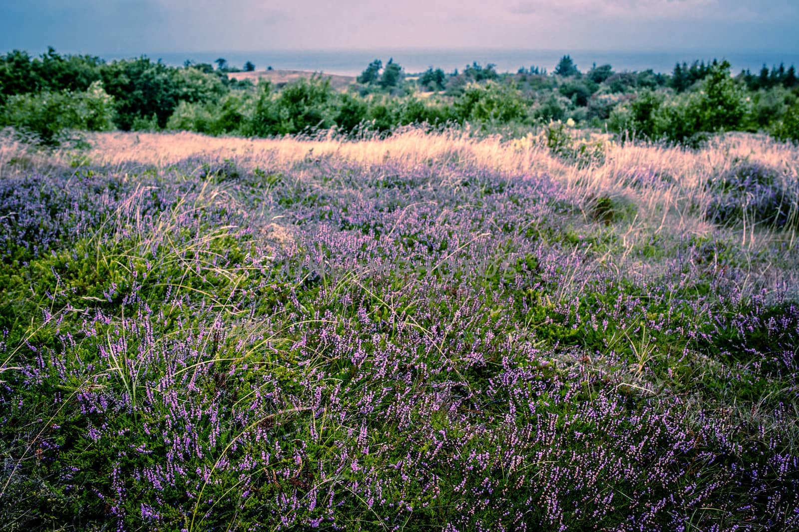 Purple heather field in natural surroundings