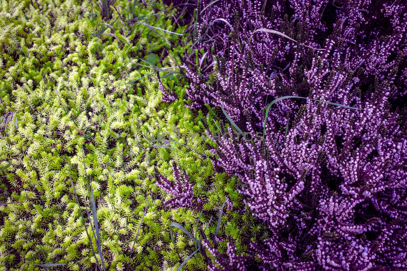 Purple heather with contrast green pine