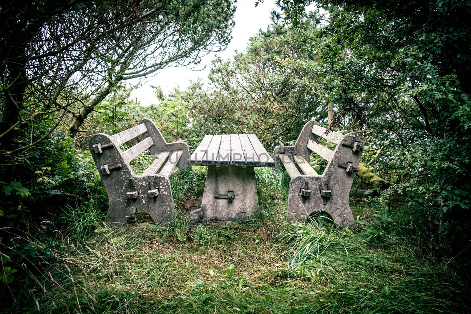 Old bench and chairs in the nature